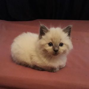 Meet your Posher, Raphael